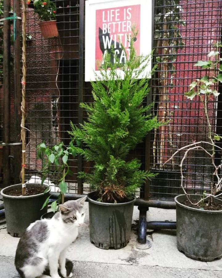 gafa garden Hostel Istanbul Exteriör bild
