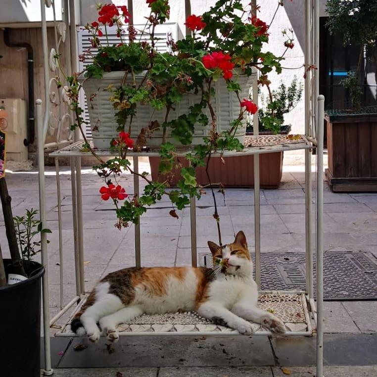 gafa garden Hostel Istanbul Exteriör bild